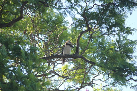 Jacaranda Hideaway Bed & Breakfast - Hotel Accommodation 0