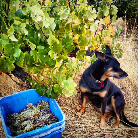 Hotham Ridge Estate - Hotel Accommodation 33