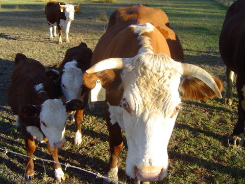 Kangaroo Valley Cottage - Hotel Accommodation 18