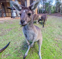 Yelverton Brook Eco Spa Retreat  Conservation Sanctuary - Hotel Accommodation
