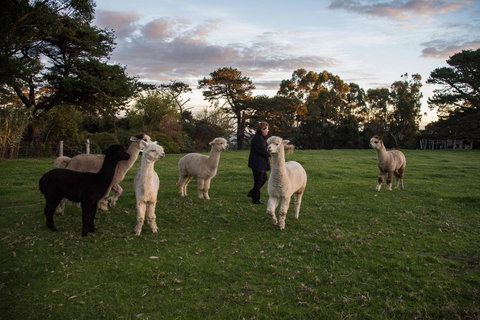Celestine Retreat - Hotel Accommodation 6