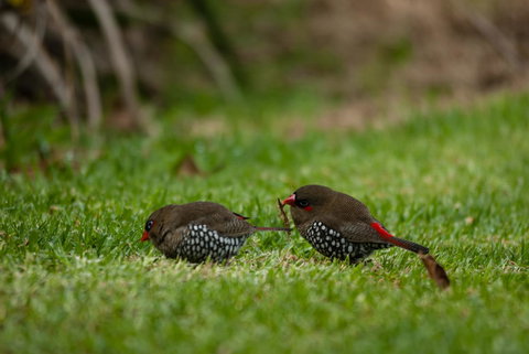 Celestine Retreat - Hotel Accommodation 12