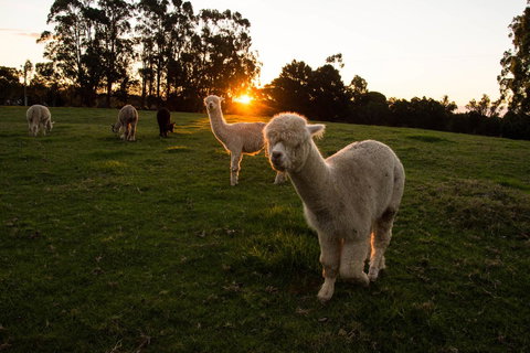 Celestine Retreat - Hotel Accommodation 2