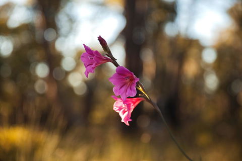 Amaroo Retreat & Spa - Hotel Accommodation 14