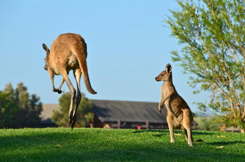 Novotel Vines Resort Swan Valley - Hotel Accommodation 8