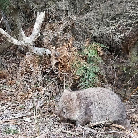 Aplite House - Hotel Accommodation 35