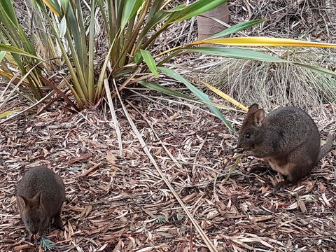 Oyster Cove Chalet - Hotel Accommodation 16