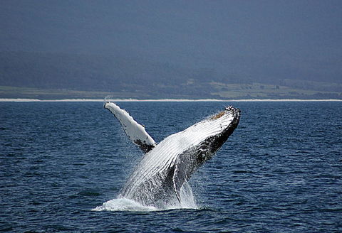 Suntrap Cove Bicheno - Hotel Accommodation 39