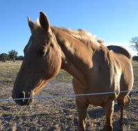Penny's Place in The pyrenees - Hotel Accommodation