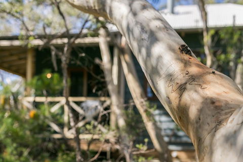 Scribbly Gum - Hotel Accommodation 1