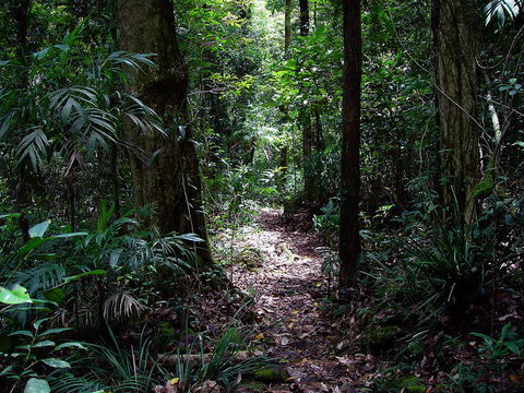 Springbrook Lyrebird Retreat - Hotel Accommodation 0