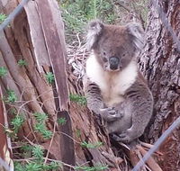 Stringybark Hills Retreat - Hotel Accommodation