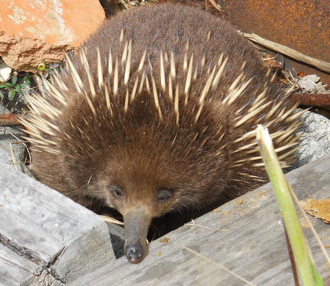 Southern Forest Accommodation - Hotel Accommodation 25