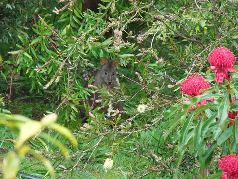 Southern Forest Accommodation - Hotel Accommodation 12