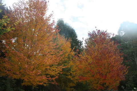 Shady Brook Cottages - Hotel Accommodation 13