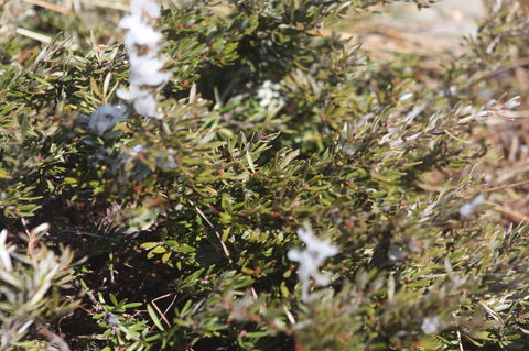 Shady Brook Cottages - Hotel Accommodation 3