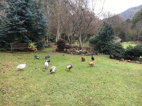 Shady Brook Cottages - Hotel Accommodation 17