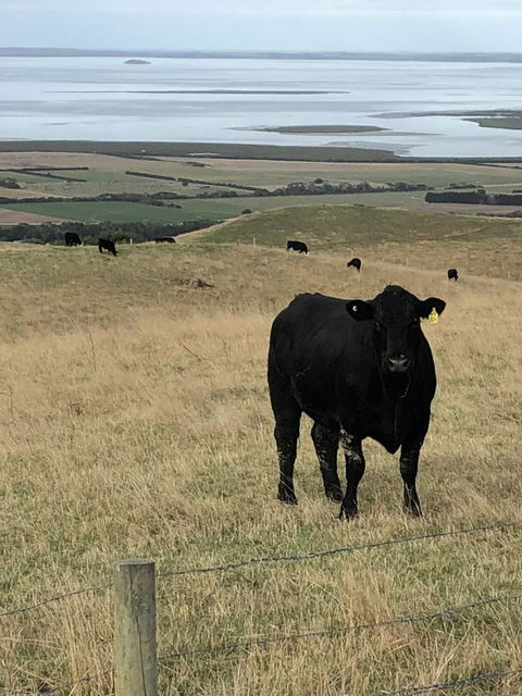 One Tree Hill Wilson Prom And Ocean Views - Hotel Accommodation 17