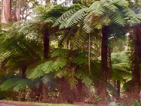 One Tree Hill Wilson Prom And Ocean Views - Hotel Accommodation 16