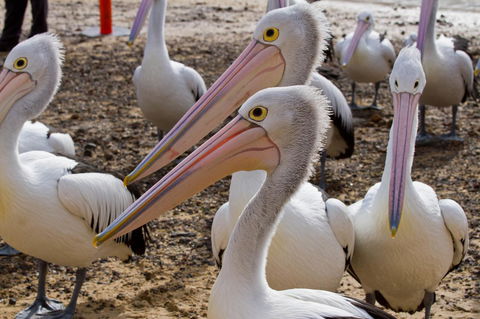 Arcadia Phillip Island - Hotel Accommodation 25