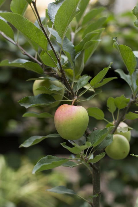 Botanica Editions - Hotel Accommodation 37