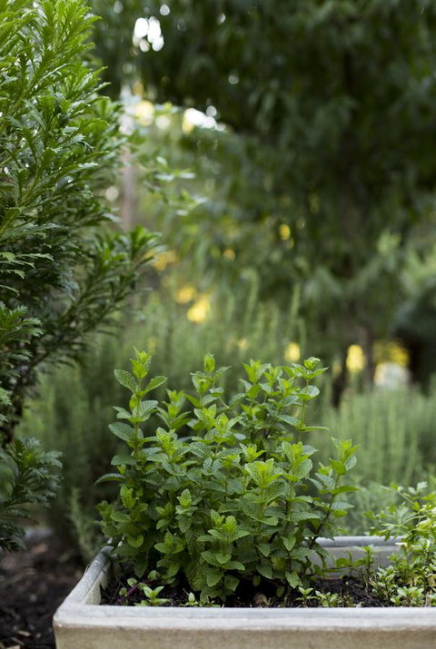 Botanica Editions - Hotel Accommodation 5