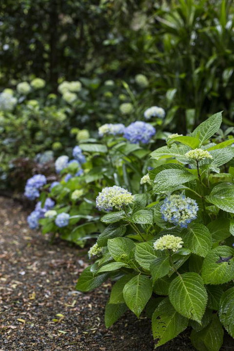 Botanica Editions - Hotel Accommodation 21