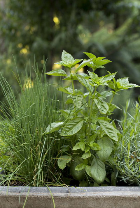 Botanica Editions - Hotel Accommodation 44