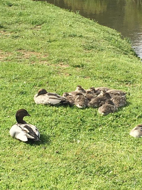 Lakeside Conti Villas - Hotel Accommodation 17