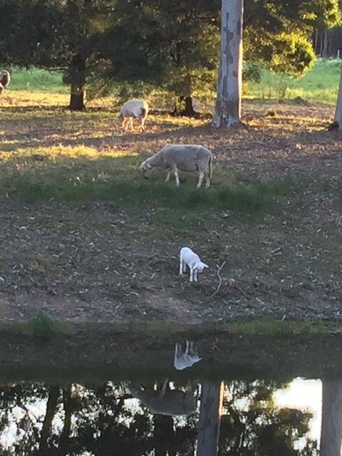 Tree Of Love Farm Stay - Hotel Accommodation 2