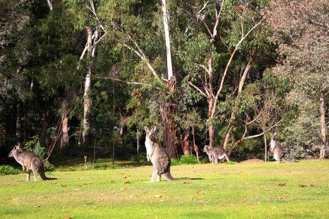 Marwood Villas - Hotel Accommodation 28