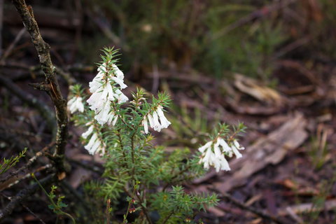 Marwood Villas - Hotel Accommodation 37