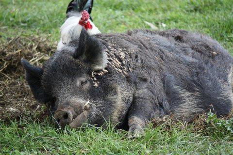 Aspens Springs Farmstay - Hotel Accommodation 26