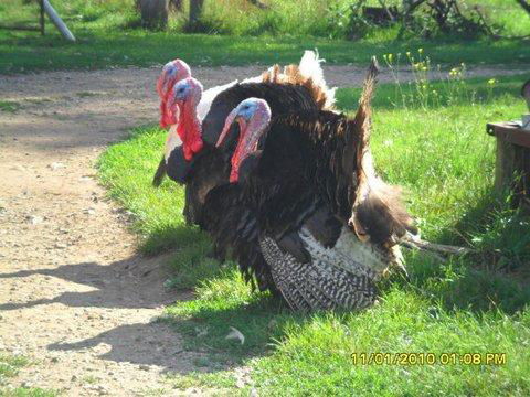 Aspens Springs Farmstay - Hotel Accommodation 23