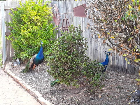 The Peacocks Nest - Hotel Accommodation 42