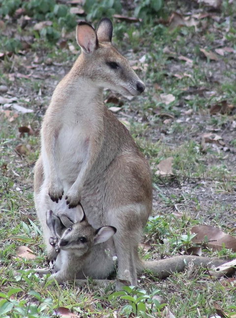Airlie Beach Eco Cabins - Adults Only - Hotel Accommodation 40
