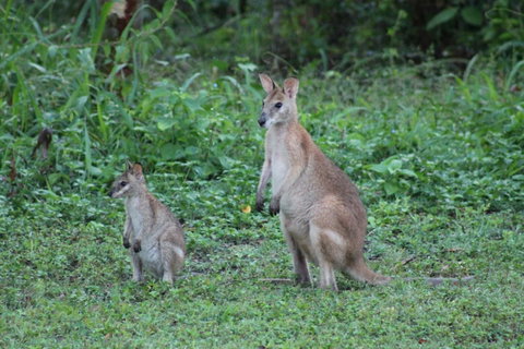 Airlie Beach Eco Cabins - Adults Only - Hotel Accommodation 16