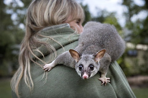 Airlie Beach Eco Cabins - Adults Only - Hotel Accommodation 3