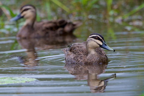 Soho Brisbane - Hotel Accommodation 2