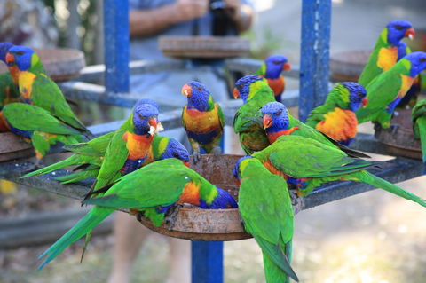 Tasman Holiday Parks - Airlie Beach - Hotel Accommodation 23