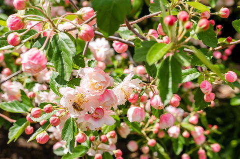 Apple Blossom Cottages - Hotel Accommodation 3