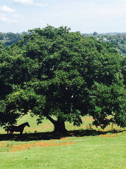 Montville Holiday Apartments - Hotel Accommodation 20