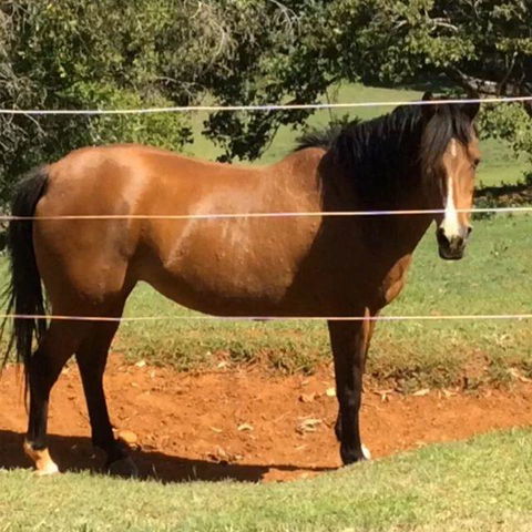 Montville Holiday Apartments - Hotel Accommodation 7