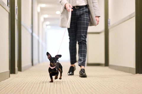 Abode Phillip - Hotel Accommodation 4