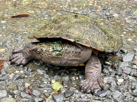 Austinville Hinterland Chalet - Hotel Accommodation 3