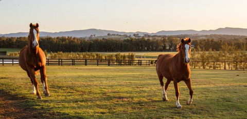 Argentille Boutique Accommodation - Hotel Accommodation 1