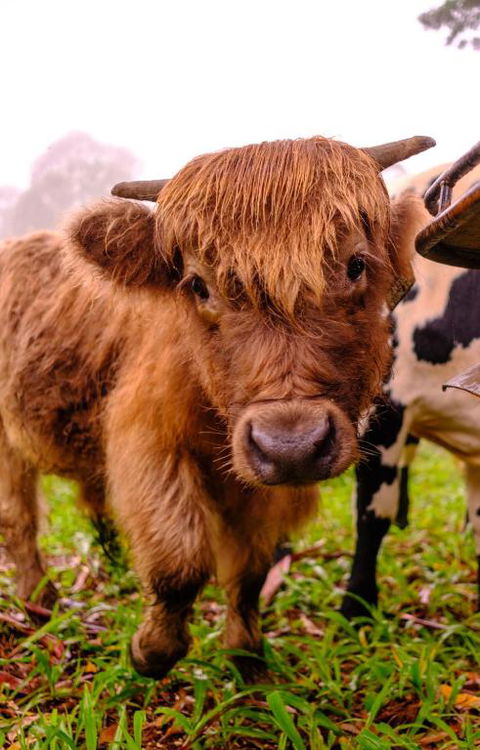 Fiery, Cozy Starry Nights - Farm Stay! - Hotel Accommodation 3