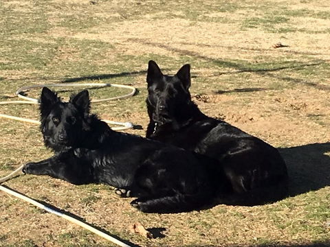 Alpine Country Motel - Hotel Accommodation 2