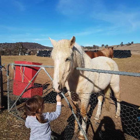 Alpine Country Motel - Hotel Accommodation 3