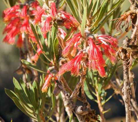 API Pelican Beach Front Apartments Kalbarri - Hotel Accommodation 3